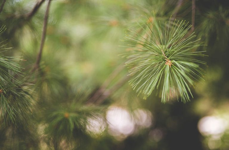 Rama de pino insigne o pino radiata usado en carpintería